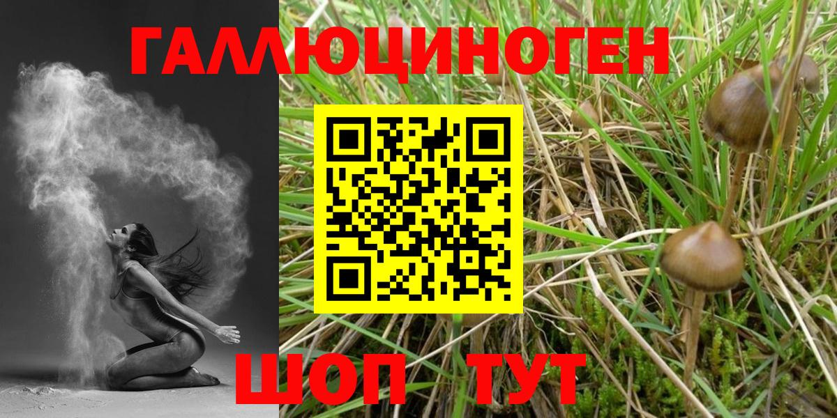 Псилоцибиновые грибы GOLDEN TEACHER  Вход с VPN  Дагестанские Огни 